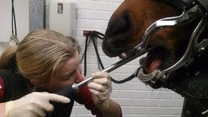 hevonen hammas raspaus