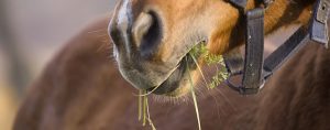 Hevonen ähky kuva syövästä hevosesta