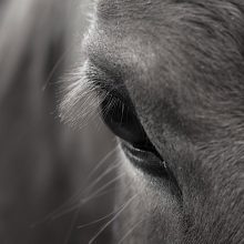 Hevosen alentunut suorituskyky – luentoilta